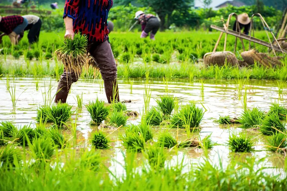 陈玉宇：被总理“点名”的6亿人在哪儿？？？？